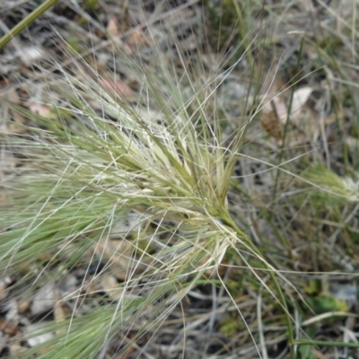 Aristida behriana