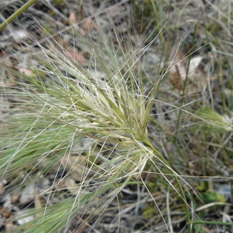 Aristida behriana