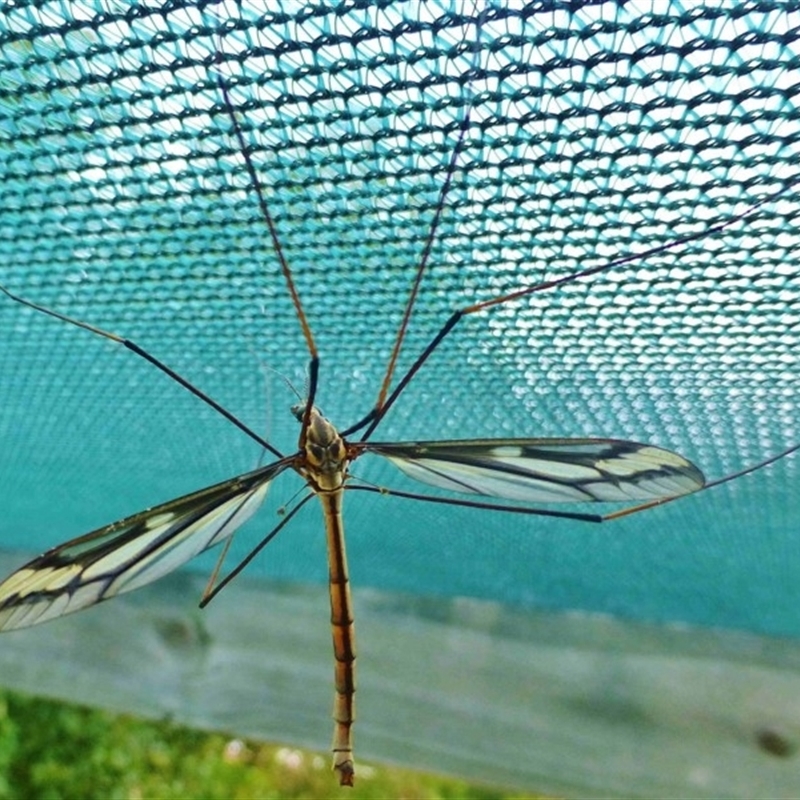 Ptilogyna (Plusiomyia) gracilis gracilis