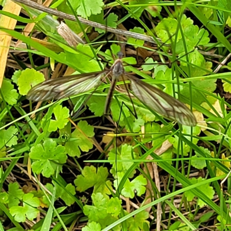 Ptilogyna (Plusiomyia) gracilis gracilis