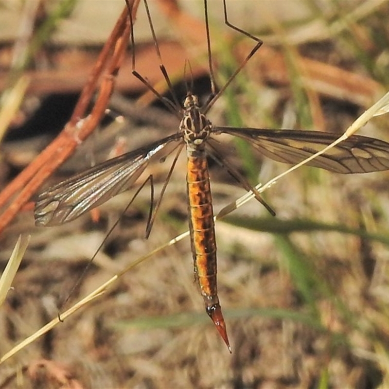 Ptilogyna sp. (genus)