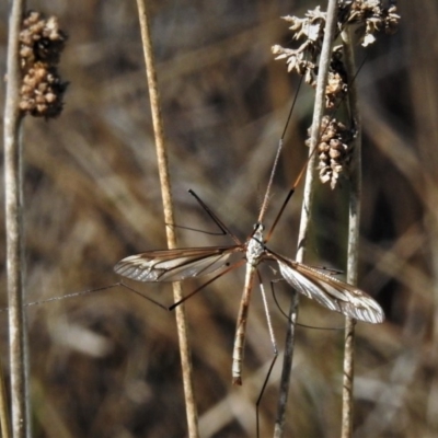 Ptilogyna sp. (genus)