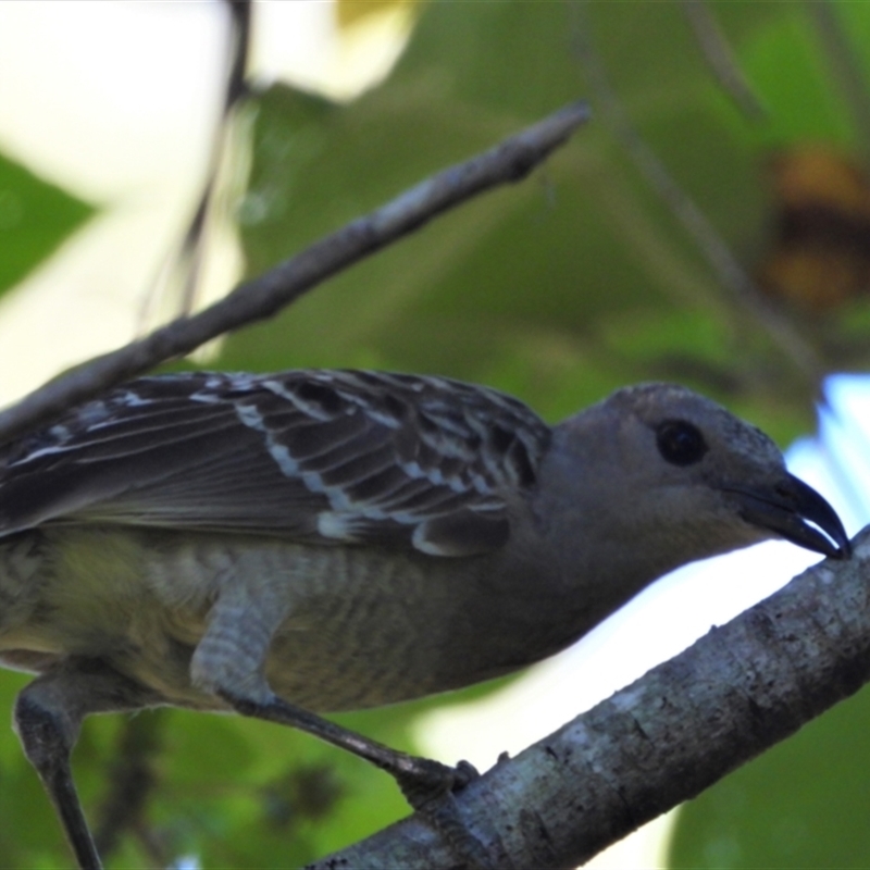 Chlamydera nuchalis