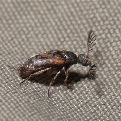 Ptilophorus sp. (genus)