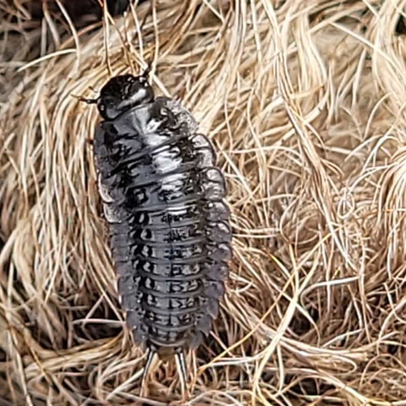 LARVAE