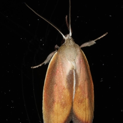 Ptyoptila matutinella