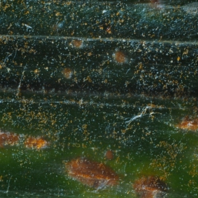 Puccinia celmisiae