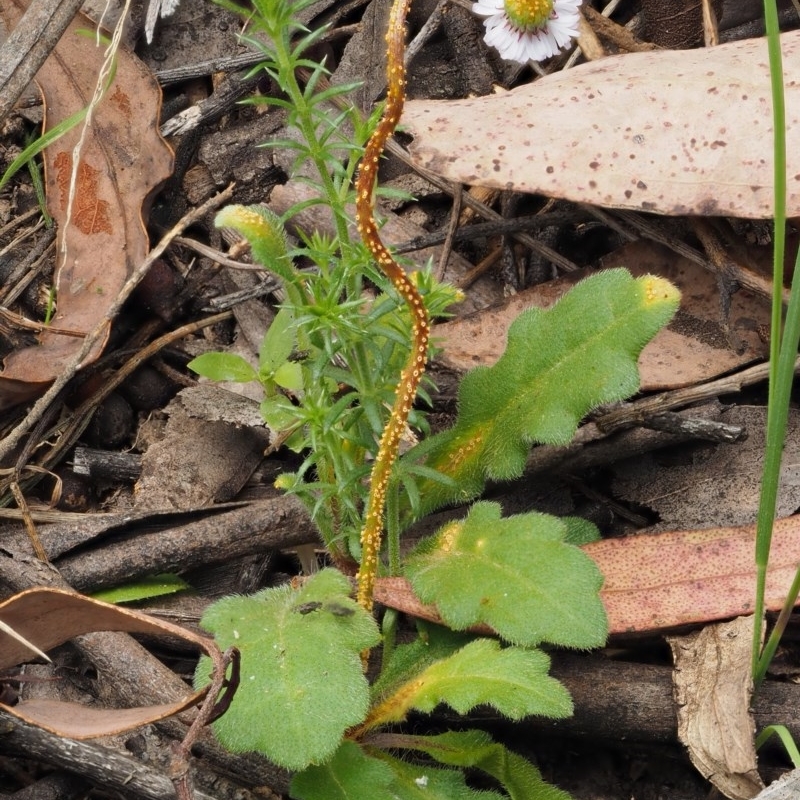 Puccinia lagenophorae