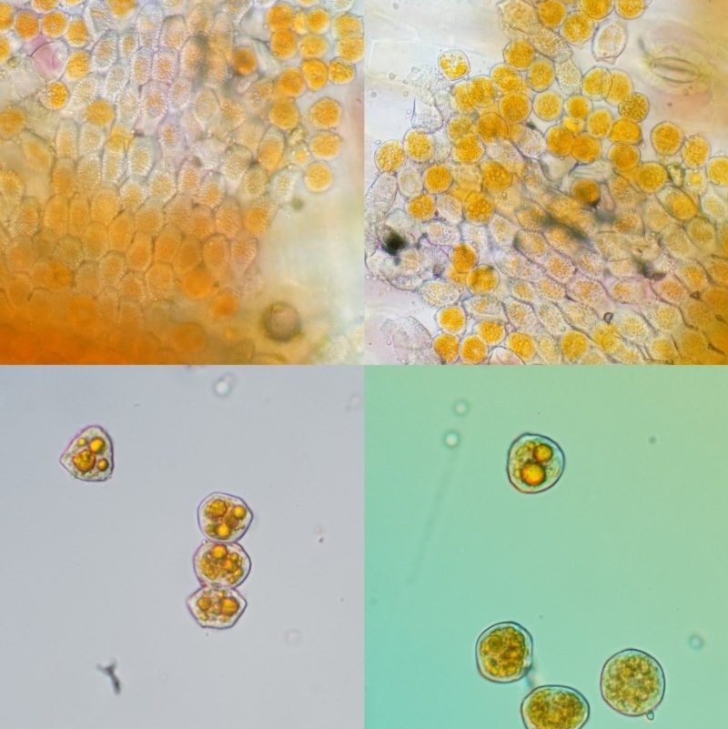 Puccinia lagenophorae