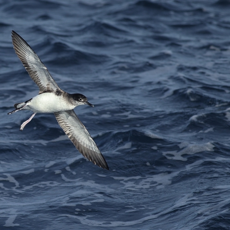 Puffinus gavia