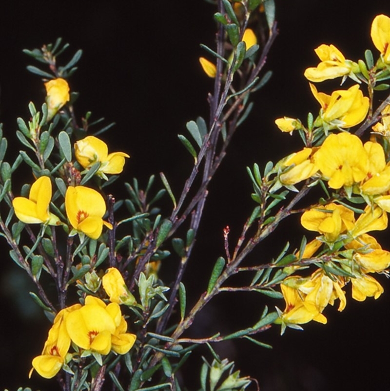 Pultenaea altissima