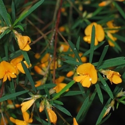 Pultenaea blakelyi