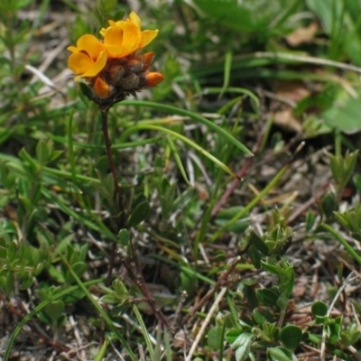 Pultenaea capitellata