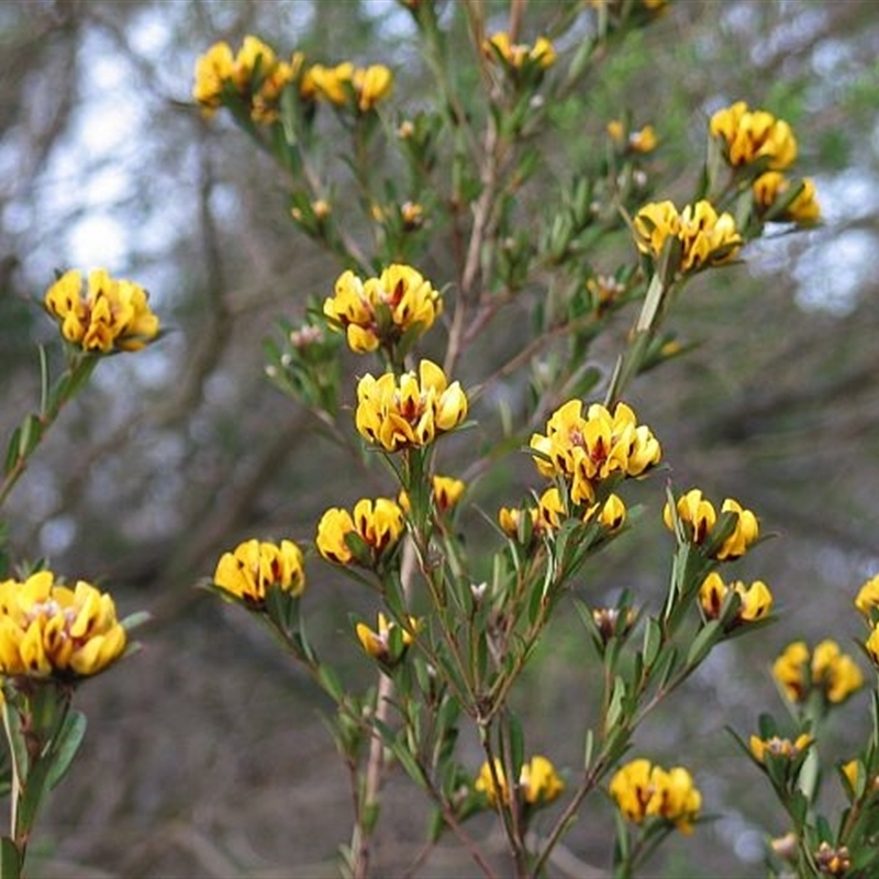 Pultenaea daphnoides