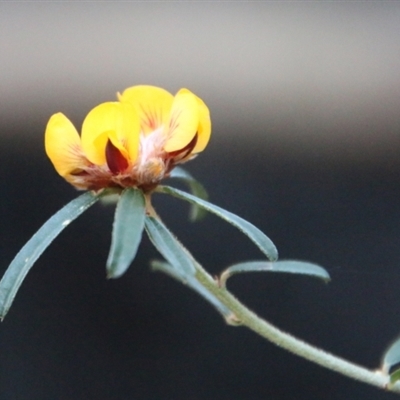 Pultenaea daphnoides