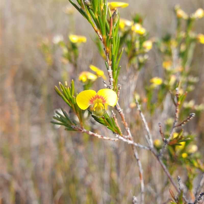 Pultenaea dentata