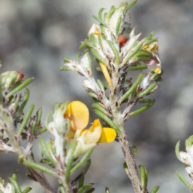 Pultenaea fasciculata