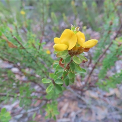 Pultenaea ferruginea