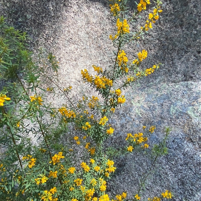 Pultenaea flexilis