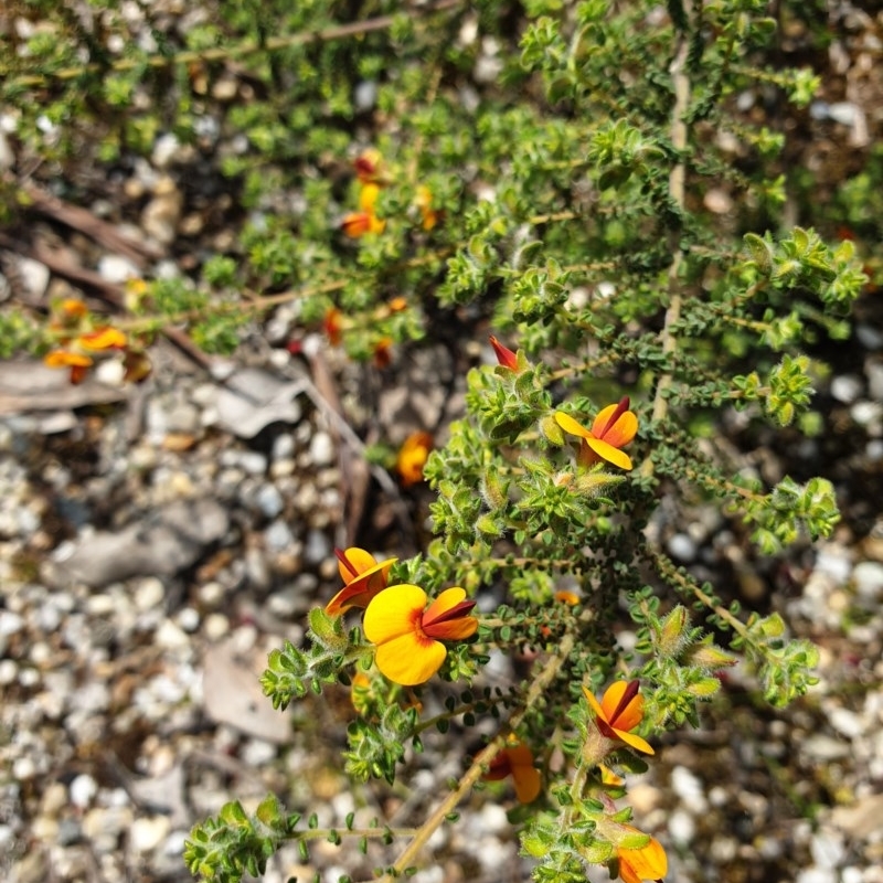 Pultenaea foliolosa