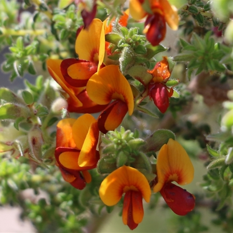 Pultenaea foliolosa