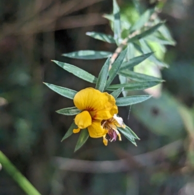 Pultenaea forsythiana