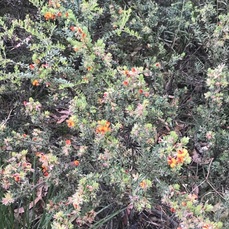 Pultenaea humilis