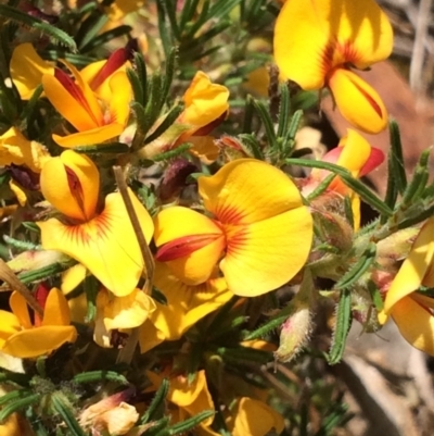 Pultenaea laxiflora