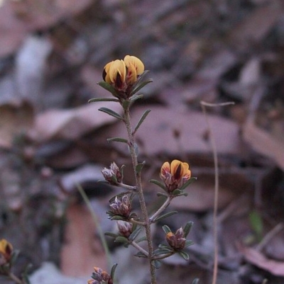 Pultenaea linophylla