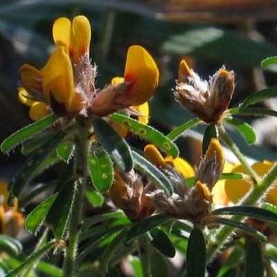 Pultenaea linophylla