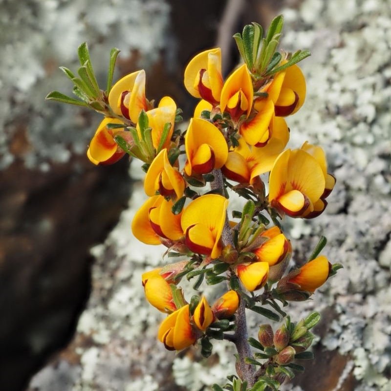 Pultenaea microphylla