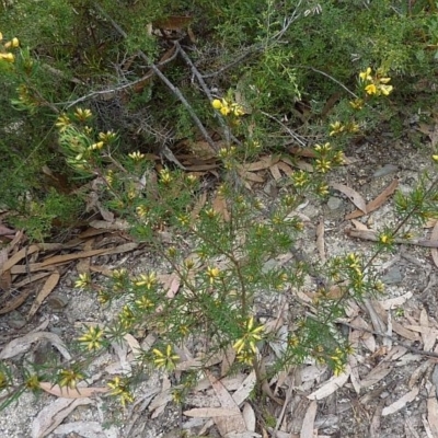 Pultenaea mollis