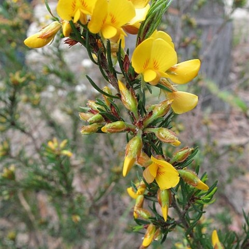 Pultenaea mollis