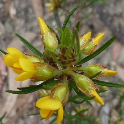 Pultenaea mollis