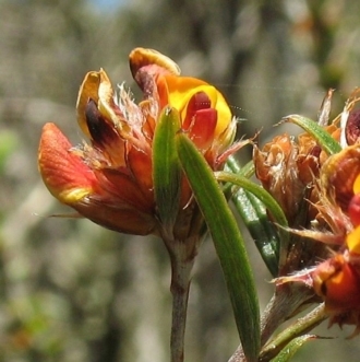 Pultenaea parrisiae