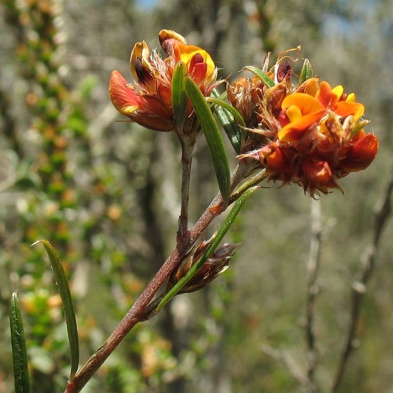 Pultenaea parrisiae