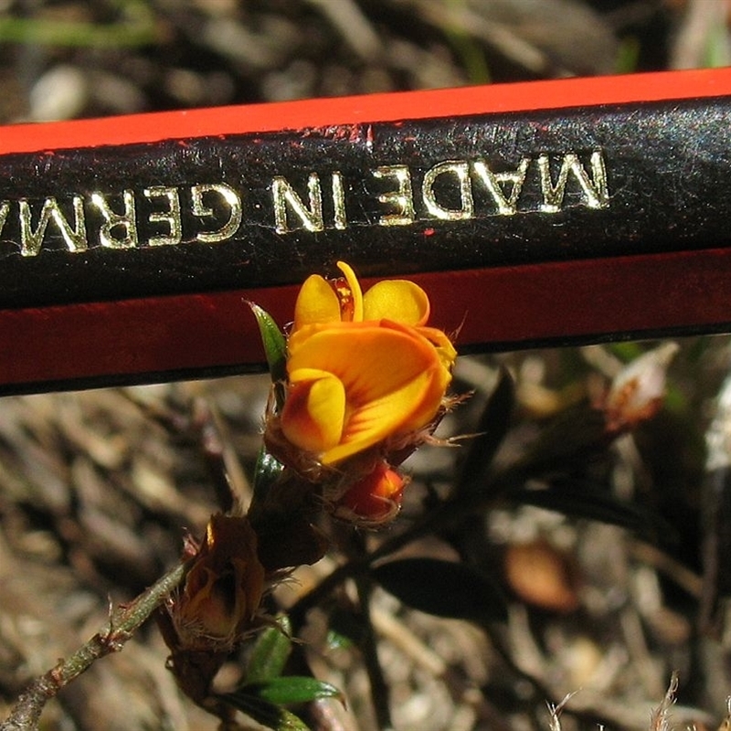 Pultenaea parrisiae