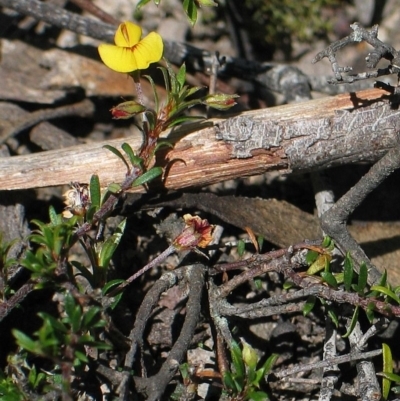 Pultenaea pedunculata