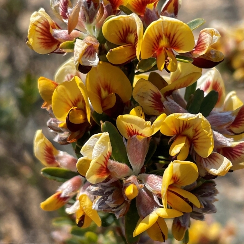 Pultenaea platyphylla