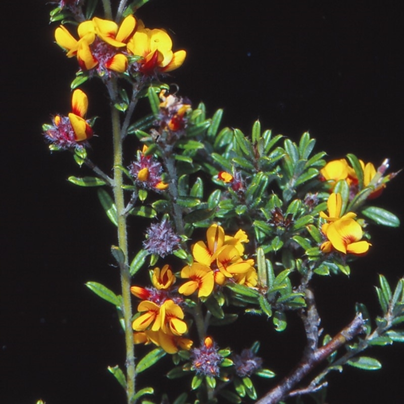 Pultenaea polifolia