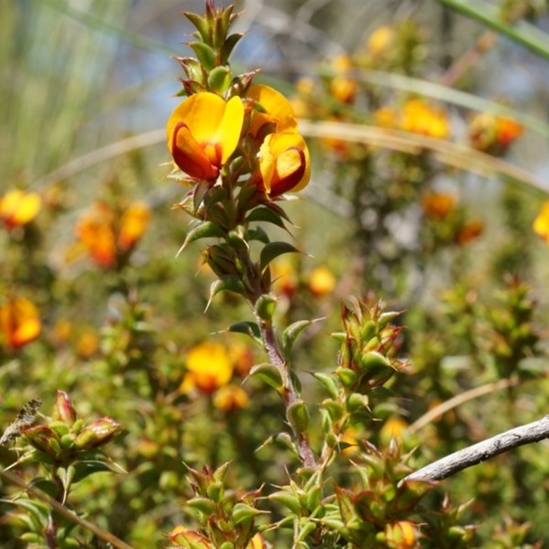 Pultenaea procumbens