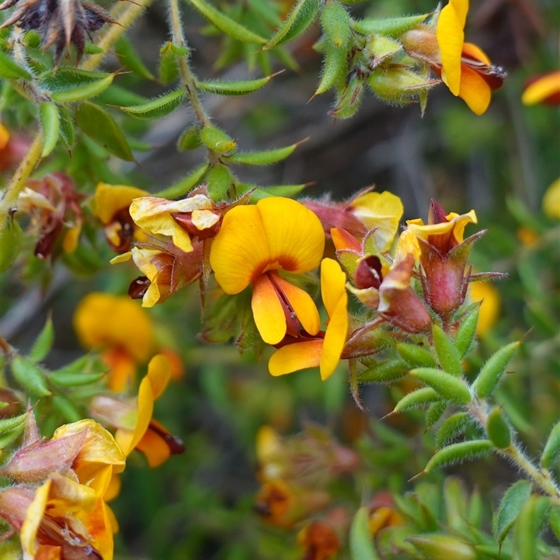 Pultenaea procumbens