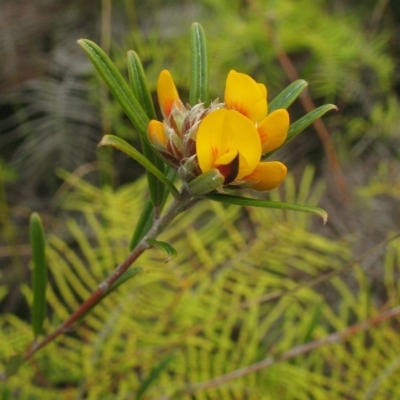 Pultenaea rosmarinifolia