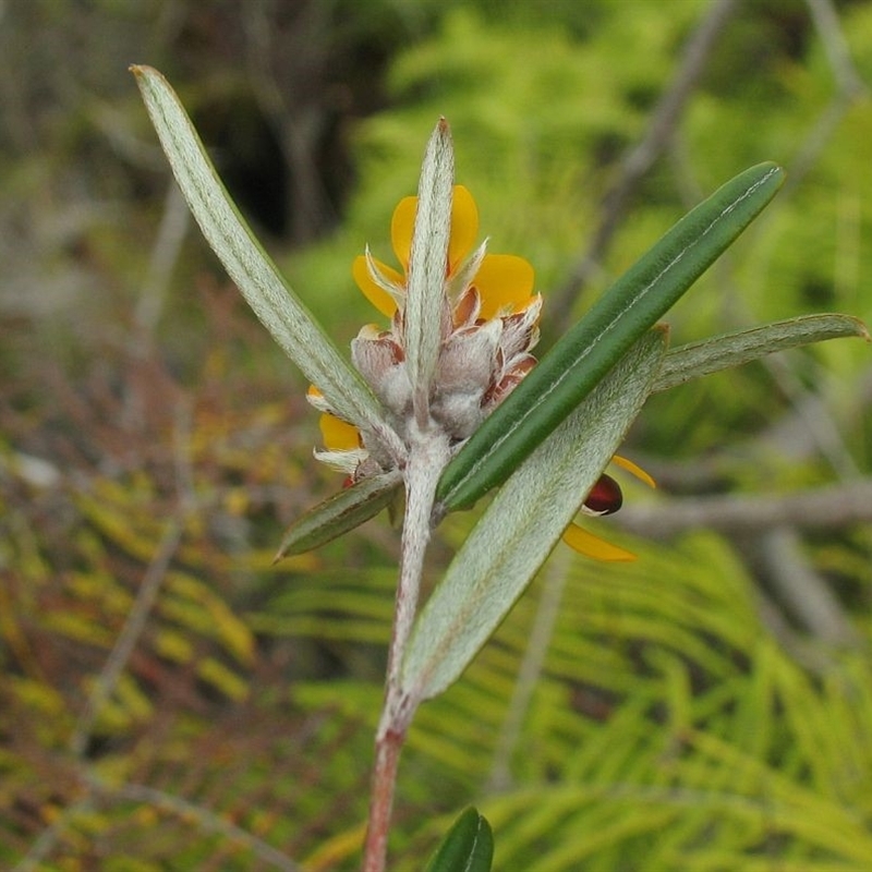 Pultenaea rosmarinifolia