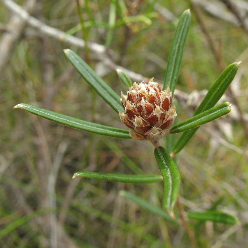 Pultenaea rosmarinifolia