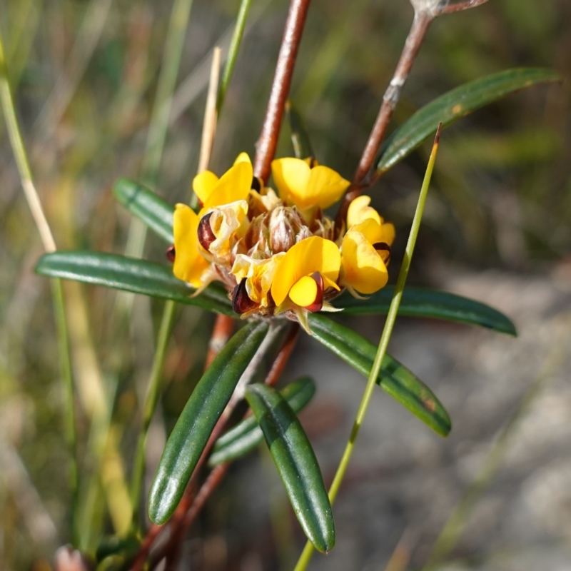 Pultenaea rosmarinifolia