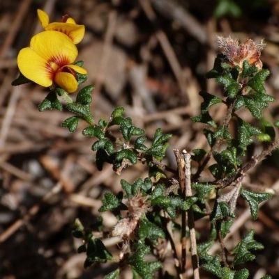 Pultenaea scabra