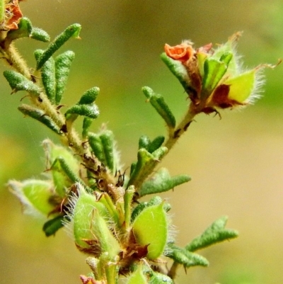 Pultenaea scabra