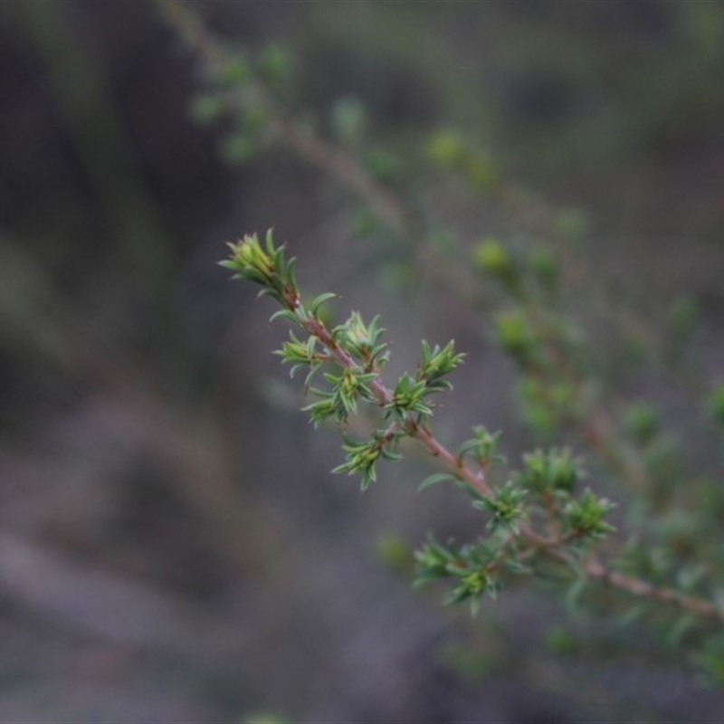 Pultenaea setulosa