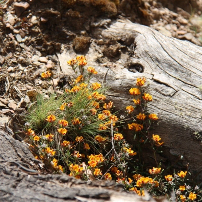 Pultenaea